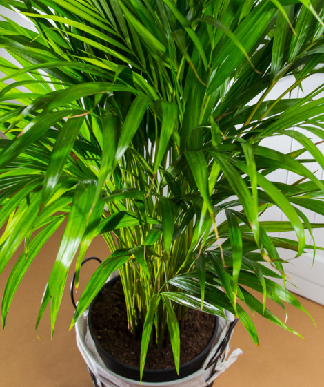 Planta Decorativa Areca palm