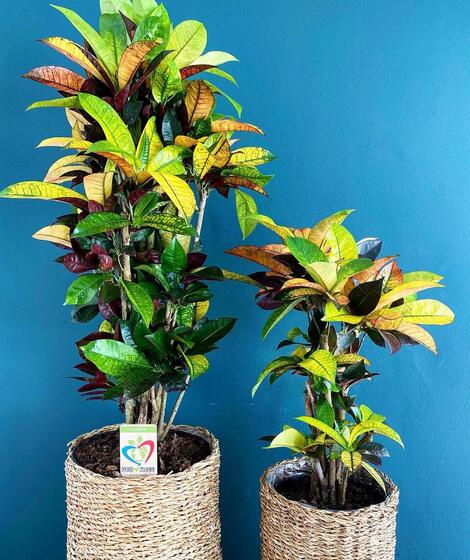 Planta Decorativa Codiaeum ( Croton) 80 cm