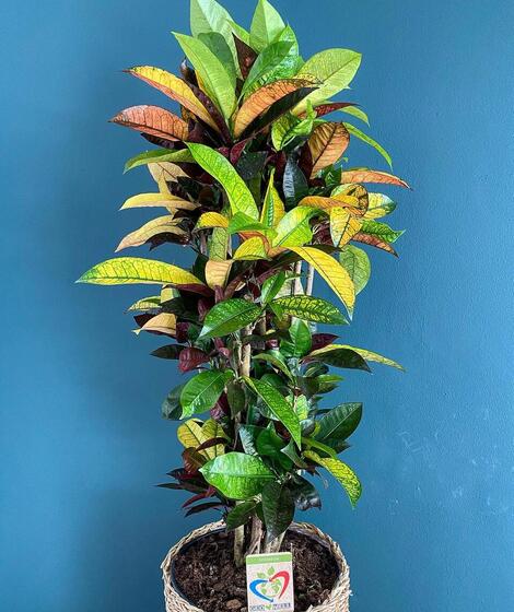 Planta Decorativa Codiaeum ( Croton) 1 m