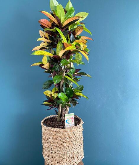 Planta Decorativa Codiaeum ( Croton) 1 m